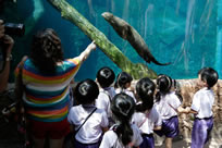 largest freshwater aquarium world record set by River Safari in Singapore