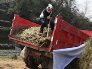 world's most expensive cup of tea panda poop tea by An Yanshi