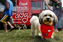 largest dog-friendly communal dinning event world record set during PetFest in Bridgehampton