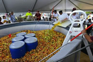 largest fruit salad world record set by UMass
