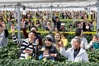 A total of 1,141 people break the world record for mass strawberry picking within five minutes at a strawberry farm in Watari, Miyagi Prefecture. 
