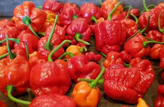 The 'world's hottest chilli' has been unveiled at this year's RHS Chelsea Flower Show. The Dragon's Breath chilli as it is known comes in at 2.4 million Scovilles (SCU), that's 200,000 SCU hotter than the current record holder. The chilli is the culmination of a joint project involving Tom Smith Plants, NPK Technology and Newark-based chilli grower, ChilliBobs.