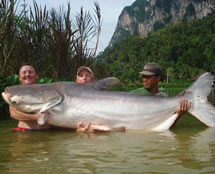 largest catfish David Kent