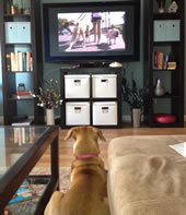 first TV channel for dogs DogTV