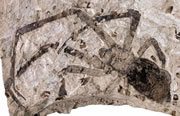 worlds largest fossil spider Nephila jurassica