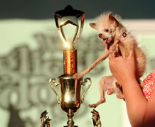 Yoda worlds ugliest dog