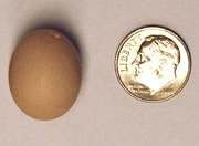 smallest chicken egg John Spencer Russell Egg