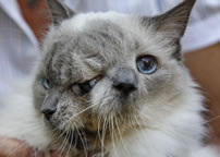 oldest living two-faced cat: Frank and Louie