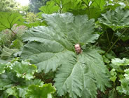 largest rhubarb leaf 