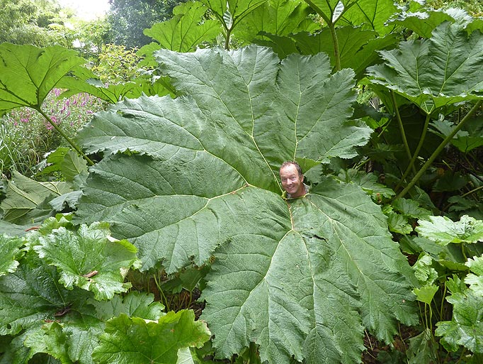 112549_largest_rhubarb_leaf_Abbotsburry_Subtropical_Gardens.jpg