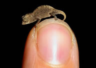 smallest reptile Brookesia micro from Madagascar