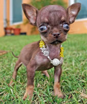 worlds smallst puppy Milly The Chihuahua owner Vanesa Semler