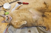 world's fattest living cat Sponge Bob