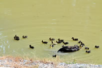most ducklings hatched Oklahoma duck 