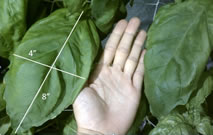 world's largest basil leaf cultivated in SuperCloset Hydroponics System