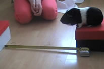 longest jump by a guinea pig world record set by Truffles The Guinea Pig