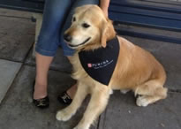 loudest dog world record set by Charlie the dog from Adelaide