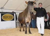 most expensive Jersey Cow world record set by karlie the cow