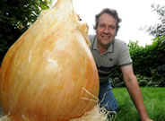  It took Tony Glover, 49, from Moira, in Leicestershire, about 11 months to grow the over-sized onion which weighs an eye-watering 18lb 11½ oz. It measures 32 inches around its thickest part. This giant onion has beaten the previous record in the Guinness Book of World Records by 10oz - this was held by Peter Glazebrook and his onion weighed 18lb 1½ oz.