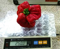 The mutated strawberry weighs a whopping 250 grammes with an approximate height of 8 cm, length of 12 cm and circumference of 25 to 30 cm.