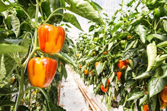 The world's first striped pepper has been developed by Asda to encourage fussy kids to eat their vegetables.