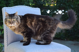 Corduroy, at 26 years and 13 days old, was crowned the oldest living cat after the former title-holder, Tiffany Two, died at 27 years 2 months and 20 days. Corduroy's owner, Ashley Reed Okura of Oregon, credits the Maine Coon's longevity to just living that cat life — hunting, sleeping, eating mice and getting pet.