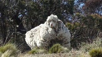  Chris, a feral Merino sheep, has had his fleece safely shorn. The estimated five years' worth of growth, at 40.45 kilograms, achieved a world record for the heaviest fleece ever shorn from a sheep. 