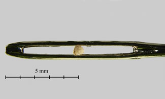 Angustopila dominikae, believed to be perhaps the world's smallest land snail species, in the eye of a sewing needle. Snails small enough to fit almost 10 times into the eye of a needle have been discovered in Guangxi province, Southern China. With their shells measuring 0.86mm in height, they are the smallest land snails ever found.