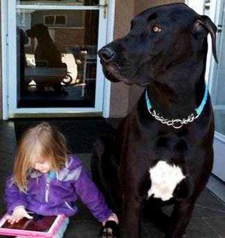 Bentley, a 38-inch-tall Great Dane from Throop, PA, is the definition of a gentle giant. 