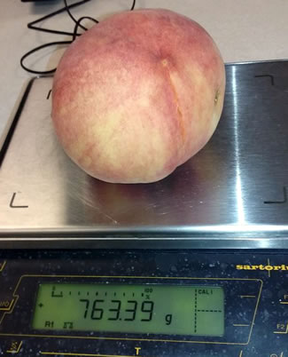 Angermayer had the peach, which was grown in the backyard orchard at his home in Stilwell, weighed. The peach weighed 763 grams and measured 4.6 inches in diameter. The current Guinness World Record is 725 grams and is held by a Michigan man.