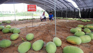 A watermelon plant grown in central China's Henan Province breaks Guinness World Record for setting 131 fruits. The melons weighed between 5 and 19 kilograms, or 11 and 41 pounds ? a notable accomplishment for only 90 days worth of growth.