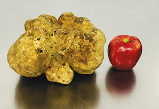  The truffle was found in the Umbrian region of Italy weighing 4.16 pounds or 1.89 kilos. This massive size is nearly twice that of the existing Guinness world record holder, which was sold for $417,200 in 2010. 