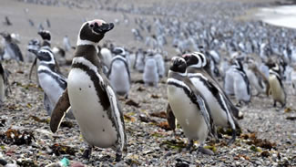More than a million penguins have travelled to Argentina's Punta Tombo peninsula during this year's breeding season, drawn by an unusual abundance of small fish. That's a record number in recent years for the world's largest colony of Magellanic penguins, offering an especially stunning spectacle for the tens of thousands of people who visit the reserve annually.