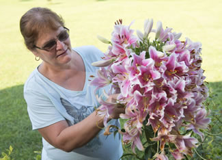  One of the stargazer lilies in front of Terri Kroon's Wolfsville Road home has 70 pink blossoms on it, thus setting the new world record for the the Most flowers on a lily.