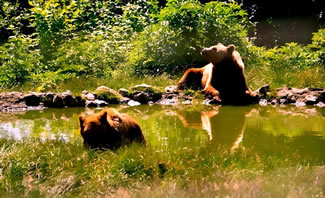 The "Libearty" sanctuary has 69 hectares of oak forest; 95 bears have been rescued since the "Libearty" Sanctuary was open, which makes it the World's Largest Sanctuary of brown bears, according to the World Record Academy.