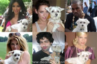Lucky the dog - animal most photographed with celebrities