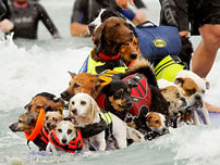 most dogs on a surfboard world record in San Diego