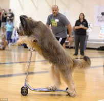 fastest dog to travel 30 metres on a scooter world record set by Norman the dog 