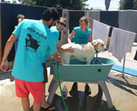 most dogs washed on one hour world record set by The Barking Lot