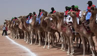 Largest camel race: China breaks Guinness world record 