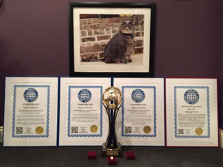 Triple World record holder 'Little Man' receives '2016 Pet of the Year' Award from the World Record Academy.
