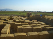 largest straw maze Garden Cents Rupert