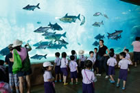 largest freshwater aquarium world record set by River Safari in Singapore