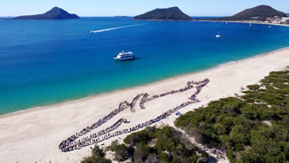  More than 900 residents and visitors gathered on Shoal Bay Beach to form the outline of a 100 metre long humpback whale.