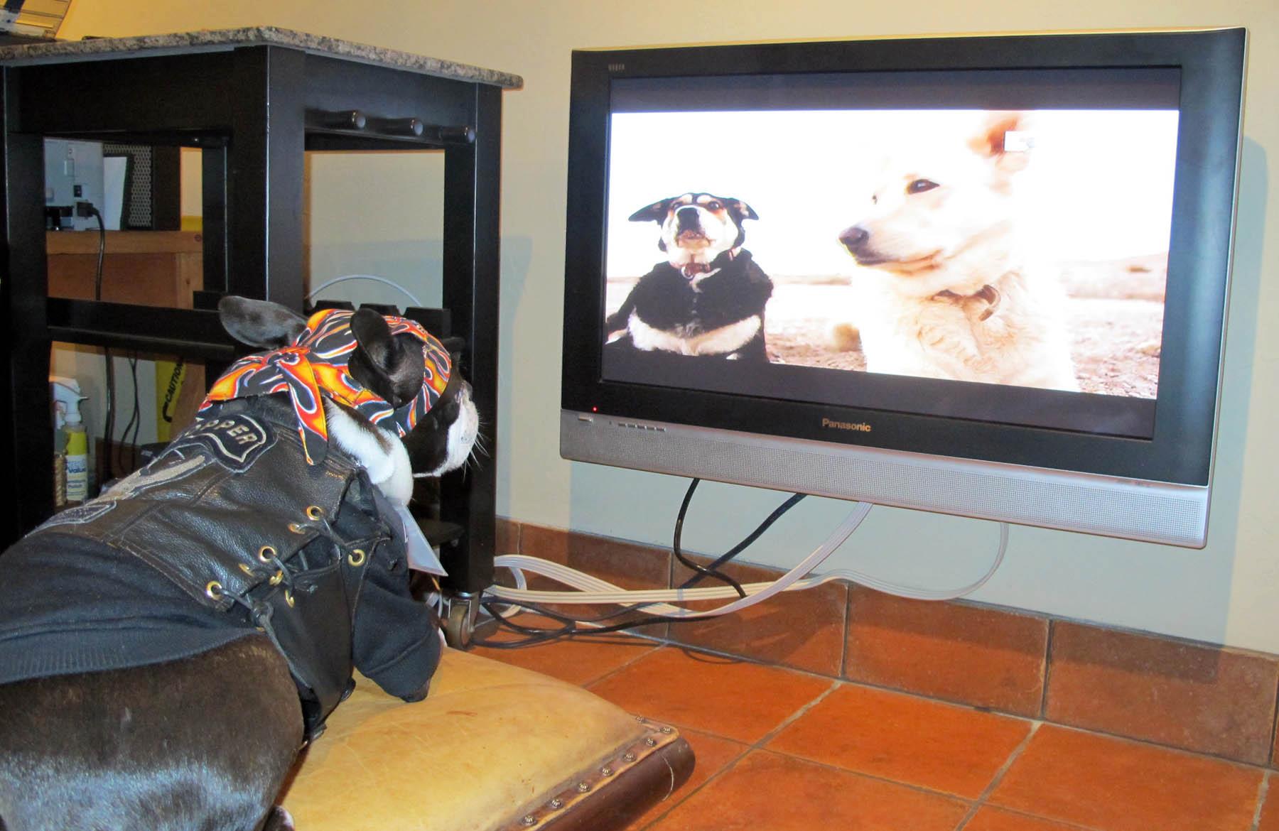 Собака ТВ. Собаки телик. Собаки которые смотрят телек. Телеканал Dog TV.