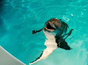 Winter the first dolphin with a prosthetic tail