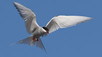 Arctic Tern with a geolocator tracking device attached to its leg. The bird was tracked on its world's Longest Animal Migration.