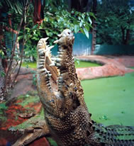 largest crocodile in captivity Cassius