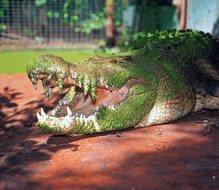 Cassius the world's largest crocodile in captivity
