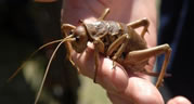 heaviest insect Giant Weta